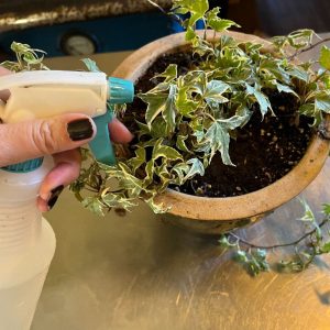 A gardener spraying a homemade vinegar spray on a plant growing in a pot.