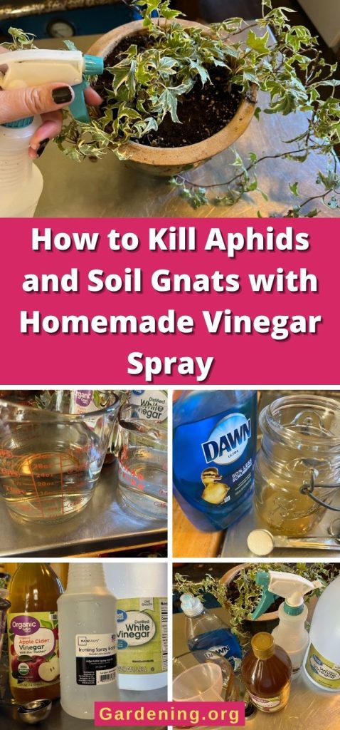 How to Kill Aphids and Soil Gnats with Homemade Vinegar Spray pinterest image.