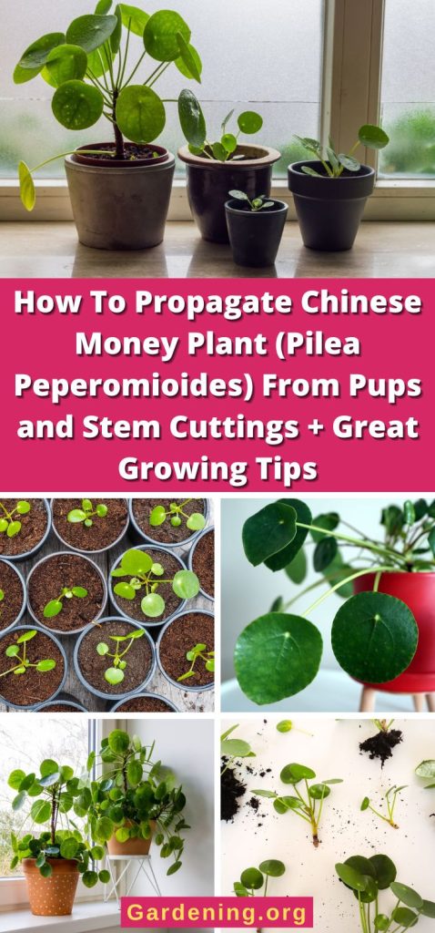 How To Propagate Chinese Money Plant (Pilea Peperomioides) From Pups and Stem Cuttings + Great Growing Tips pinterest image.