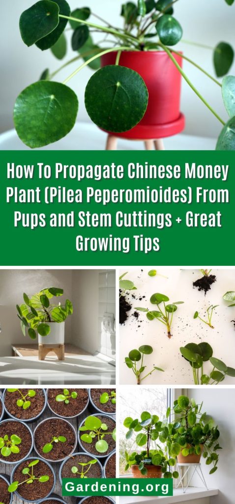 How To Propagate Chinese Money Plant (Pilea Peperomioides) From Pups and Stem Cuttings + Great Growing Tips pinterest image.