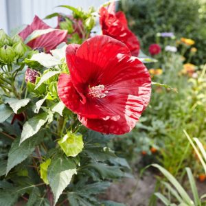Beautiful red bloooming hibiscus on a sunny day.