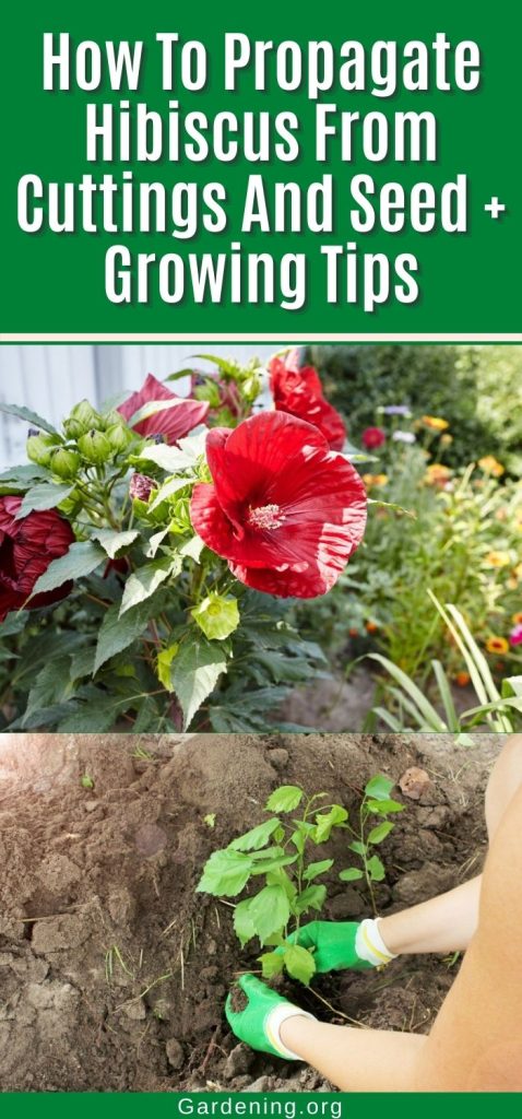 How To Propagate Hibiscus From Cuttings And Seed + Growing Tips pinterest image.