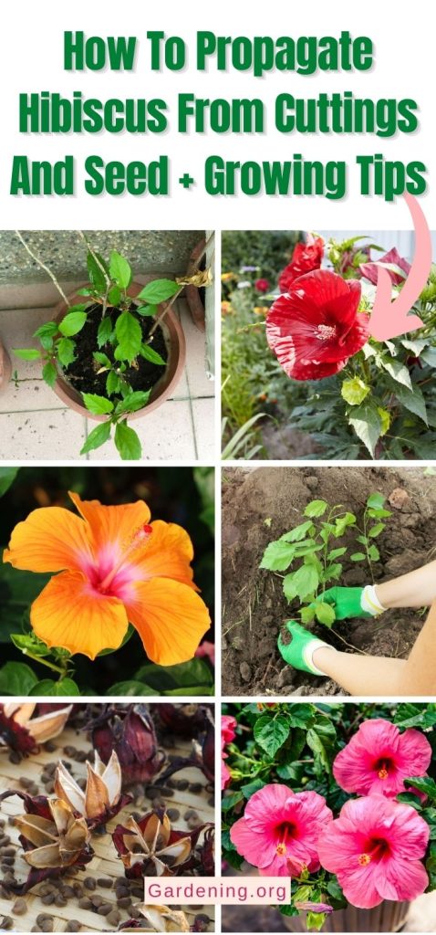 How To Propagate Hibiscus From Cuttings And Seed + Growing Tips pinterest image.