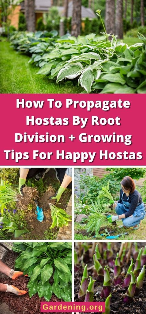 How To Propagate Hostas By Root Division + Growing Tips For Happy Hostas pinterest image.
