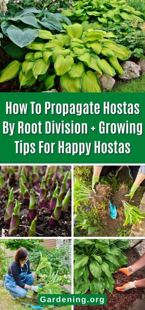 How To Propagate Hostas By Root Division + Growing Tips For Happy Hostas pinterest image.