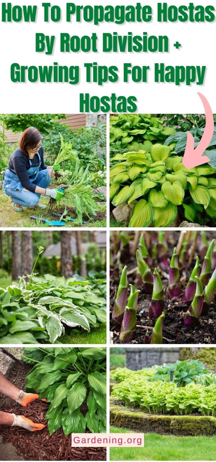 How To Propagate Hostas + Growing Tips For Happy Hostas - Gardening