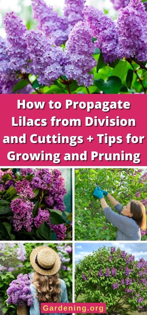 How to Propagate Lilacs from Division and Cuttings + Tips for Growing and Pruning pinterest image.