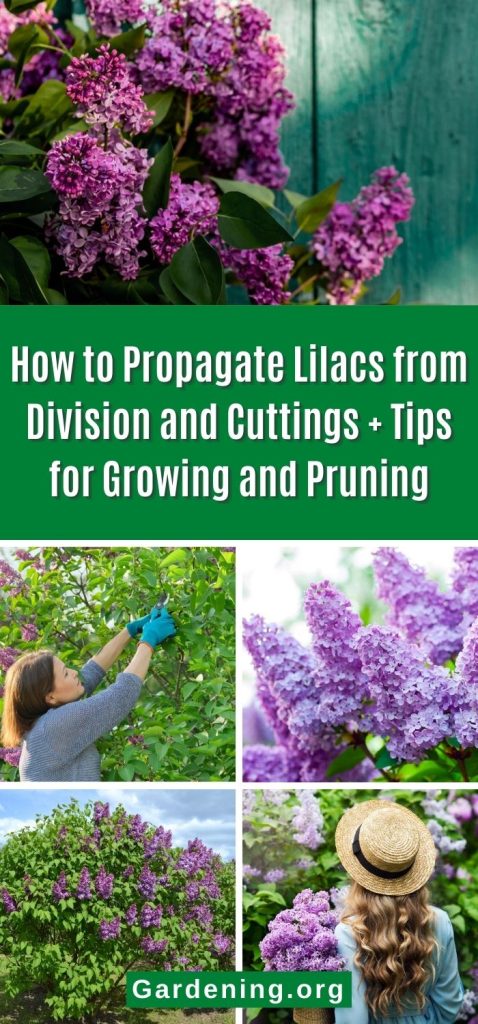 How to Propagate Lilacs from Division and Cuttings + Tips for Growing and Pruning pinterest image.