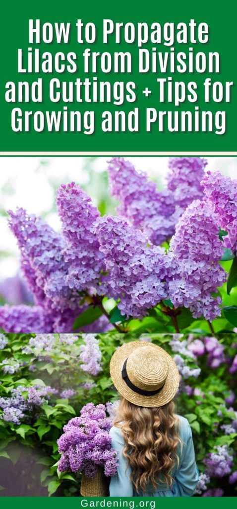 How to Propagate Lilacs from Division and Cuttings + Tips for Growing and Pruning pinterest image.