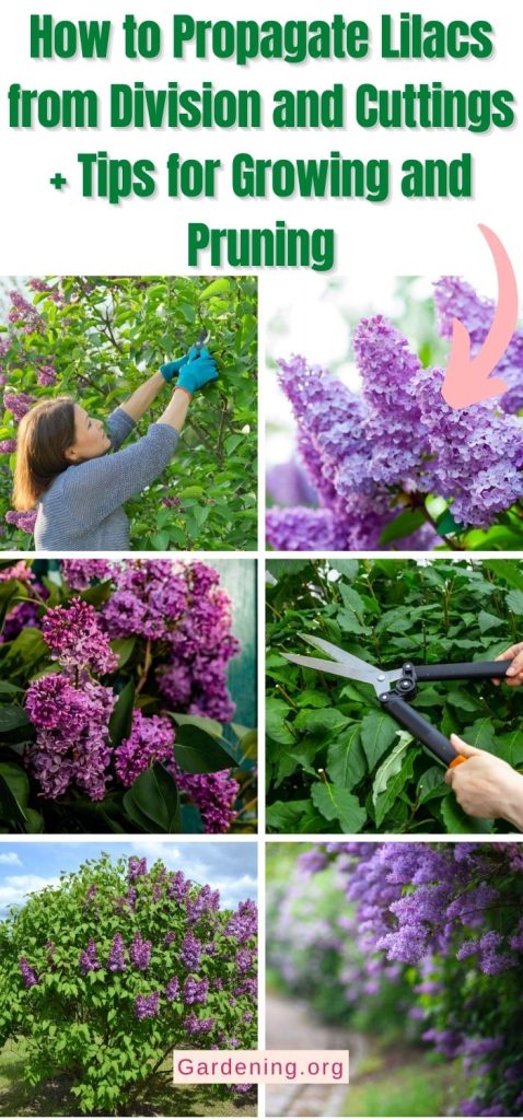 How to Propagate Lilacs from Division and Cuttings + Tips for Growing and Pruning pinterest image.