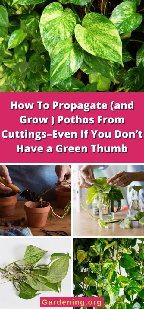 How To Propagate (and Grow ) Pothos From Cuttings–Even If You Don’t Have a Green Thumb pinterest image.