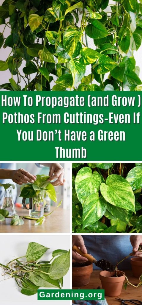 How To Propagate (and Grow ) Pothos From Cuttings–Even If You Don’t Have a Green Thumb pinterest image.