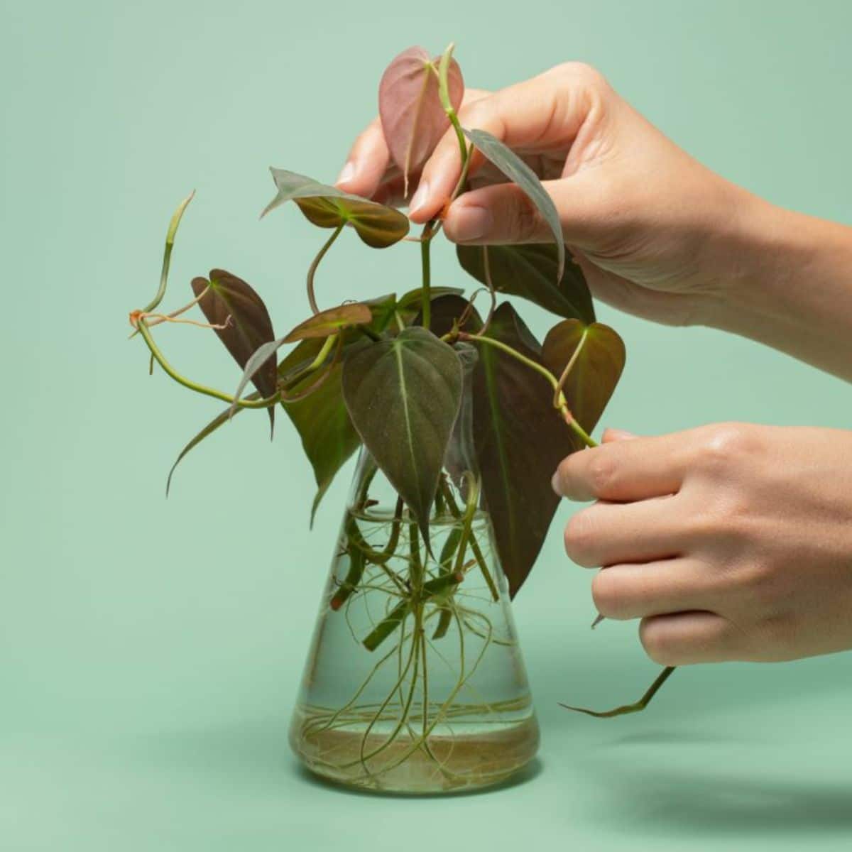A gardener holding philodendron cuttings in a glass container.