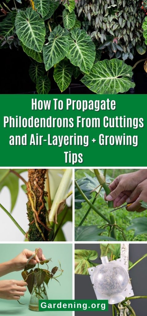 How To Propagate Philodendrons From  Cuttings and Air-Layering + Growing Tips pinterest image.