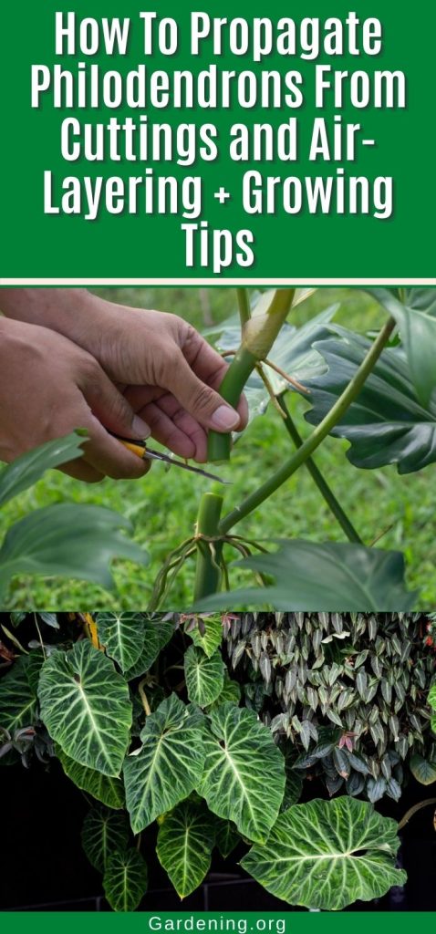 How To Propagate Philodendrons From  Cuttings and Air-Layering + Growing Tips pinterest image.