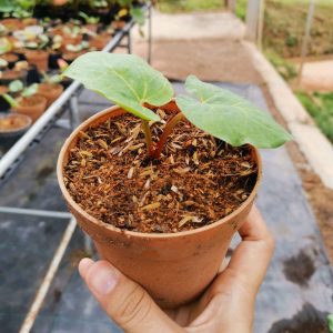 A gardener holding a rhubarb seedling growing in a pot.