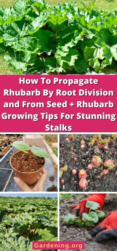 How To Propagate Rhubarb By Root Division and From Seed + Rhubarb Growing Tips For Stunning Stalks pinterest image.