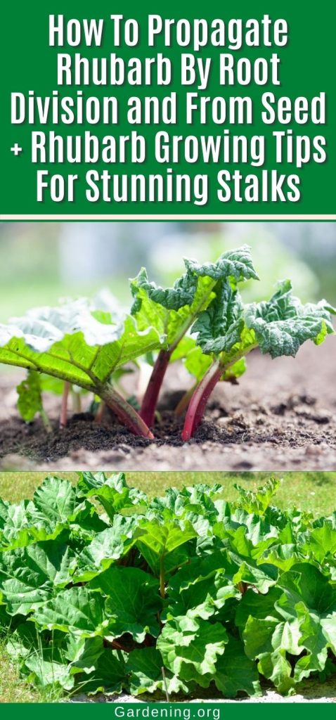 How To Propagate Rhubarb By Root Division and From Seed + Rhubarb Growing Tips For Stunning Stalks pinterest image.