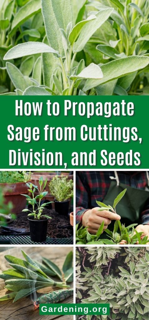 How to Propagate Sage from Cuttings, Division, and Seeds pinterest image.