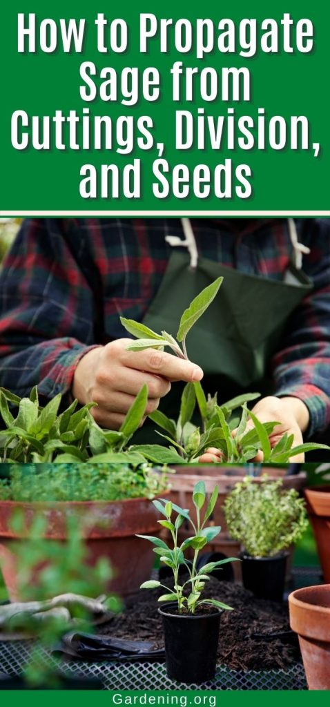 How to Propagate Sage from Cuttings, Division, and Seeds pinterest image.