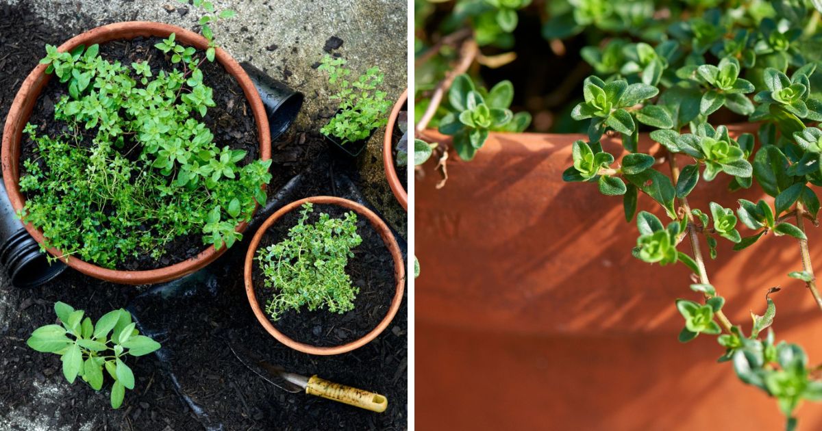buy succulent plants online Beginner Succulents for Sale| Indoor Succulents for Sale| Shop Online 40 Pack main image 0