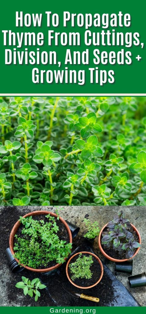 How To Propagate Thyme From Cuttings, Division, And Seeds + Growing Tips pinterest image.