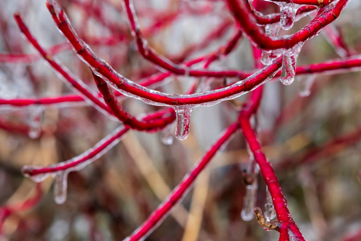 Ice covering bare red stems of a bush in winter