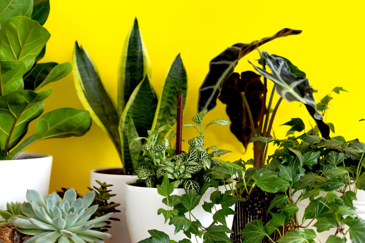 Many varieties of houseplants add contrast and interest