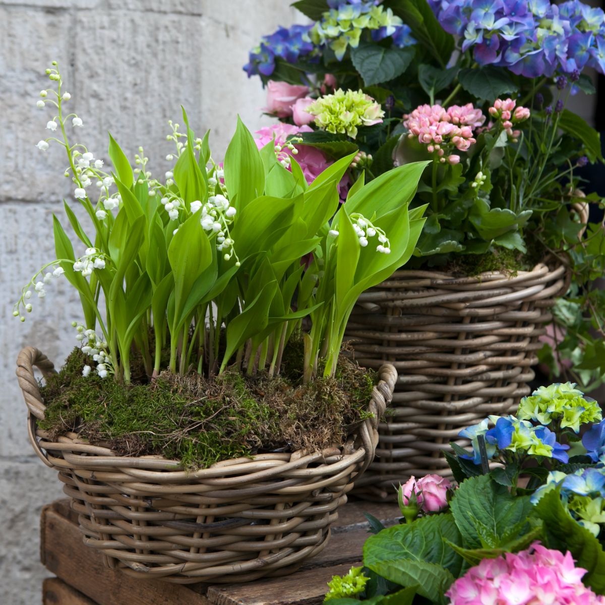Lilies of the valley planted in a container basket