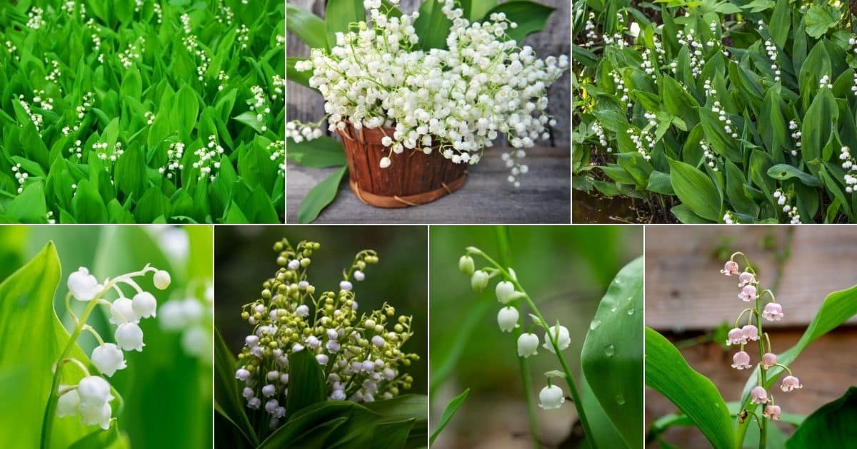 A collage of seven images of flowering lilies of the valley.