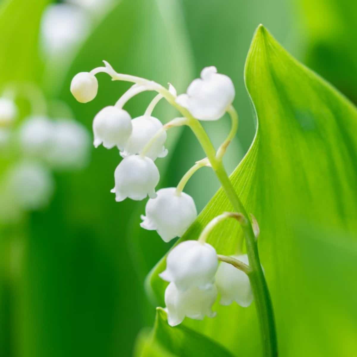 10 Lily of The Valley Bulbs for Planting, Lilies of The Valley Plants  Perennial, Lily Flower Bulbs Roots Outdoor Garden