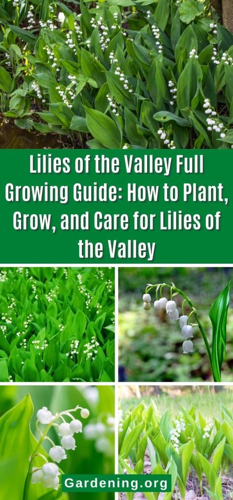 Lilies of the Valley Full Growing Guide: How to Plant, Grow, and Care for Lilies of the Valley pinterest image.