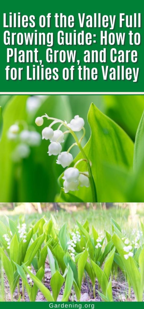 Lilies of the Valley Full Growing Guide: How to Plant, Grow, and Care for Lilies of the Valley pinterest image.