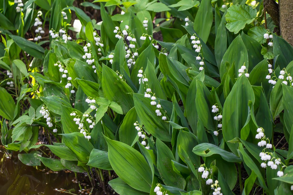 A mass of lilies of the valley in bloom