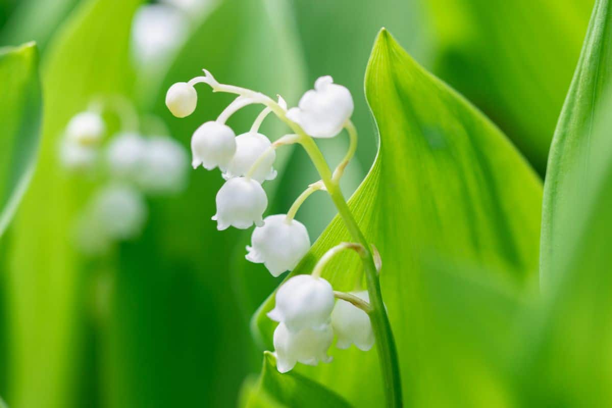 An up close picture of delicate lilies of the valley flowers