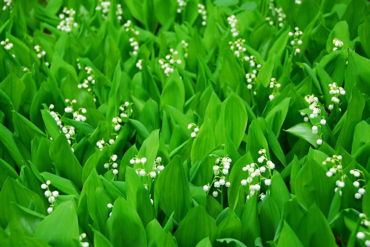 A growth of ground covering lilies of the valley in flower