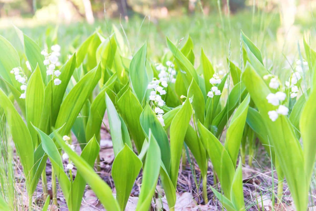 Lilies of the valley in a bunch in bloom