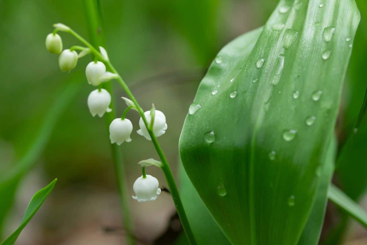 Water droplets on a lilies of the valley plant