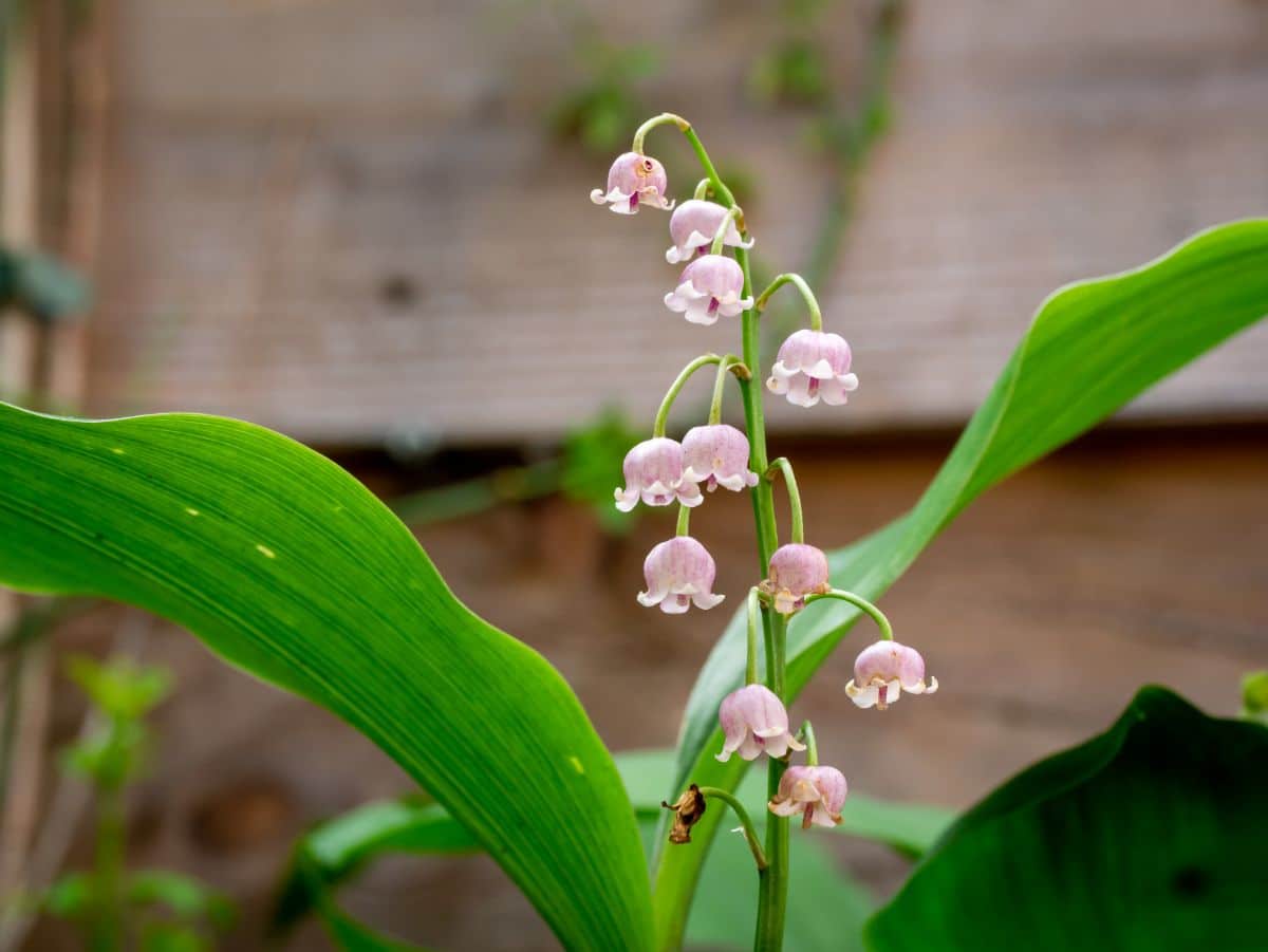 A pink-flowering lily of the valley