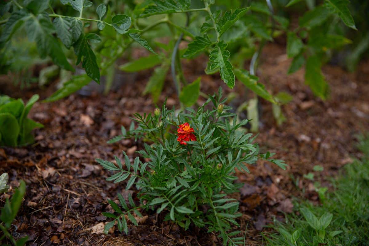 An orange marigold peaks out near its tomato neighbor