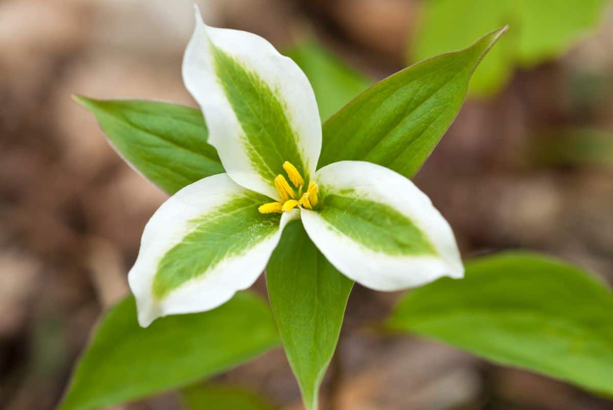Trillium bloom times depend on the variety