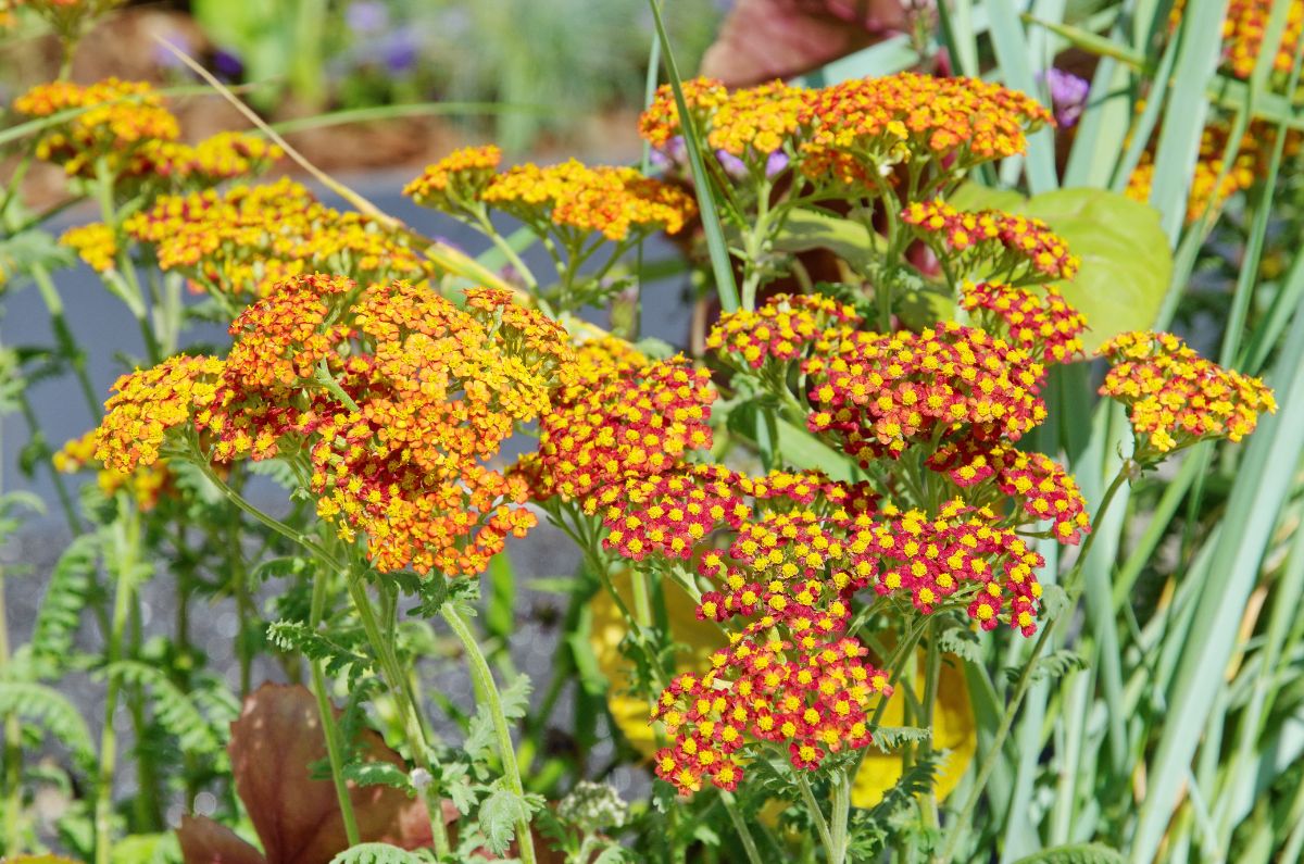One yarrow plant hosts blooms in different shades of pink and yellow