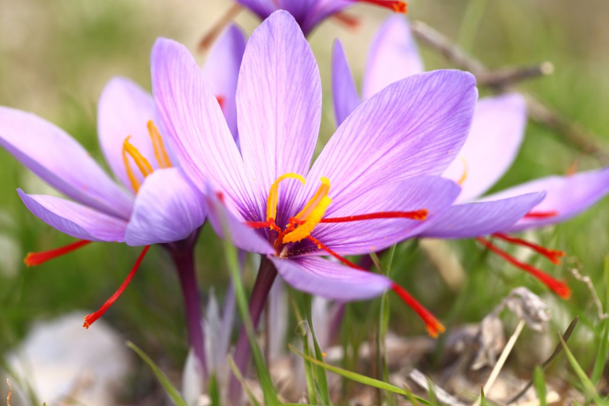 Saffron crocus with long red stigmas