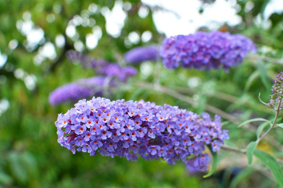Purple butterfly bush grown from plants started from seed