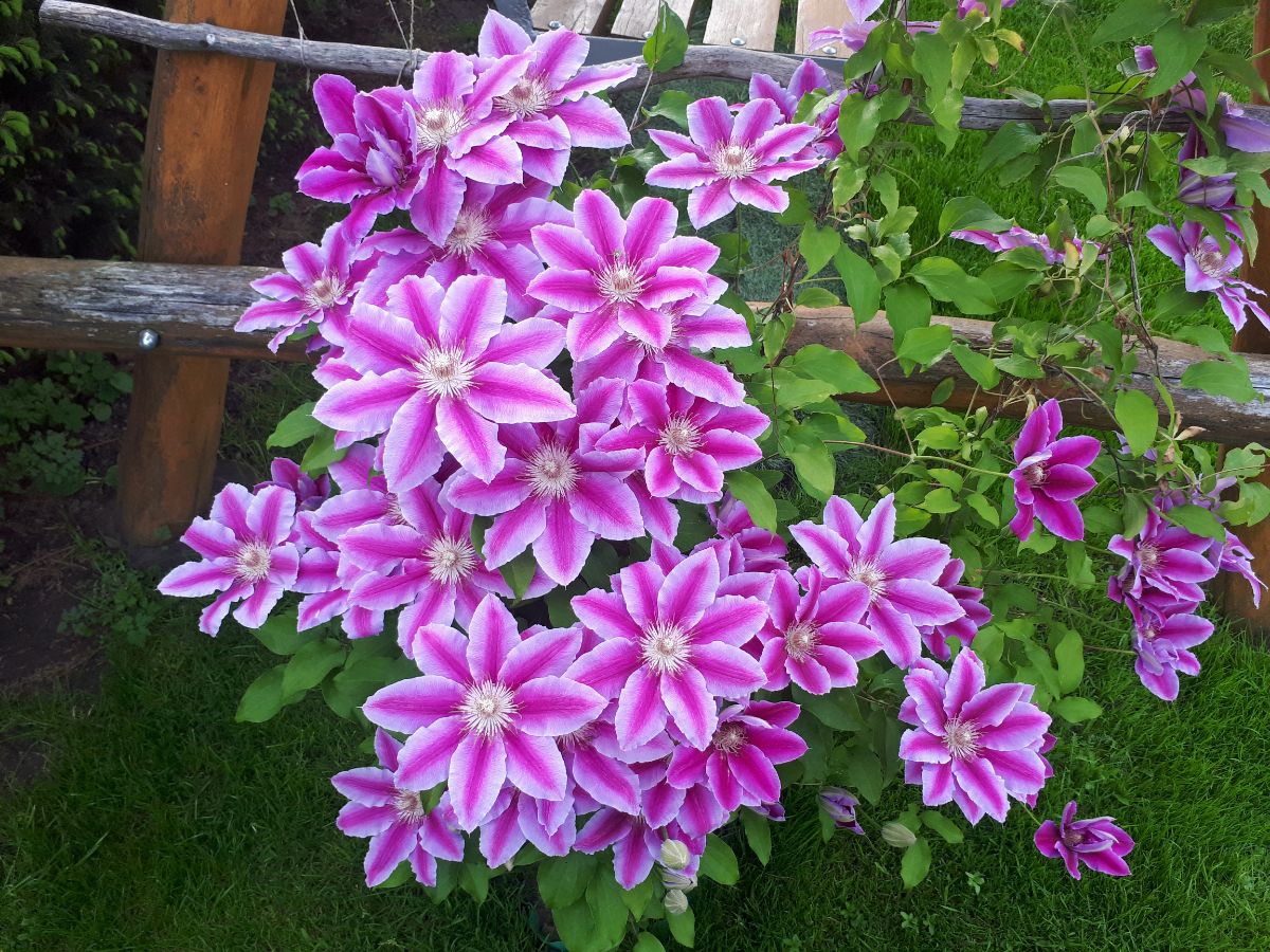 Clematis is a member of the buttercup family