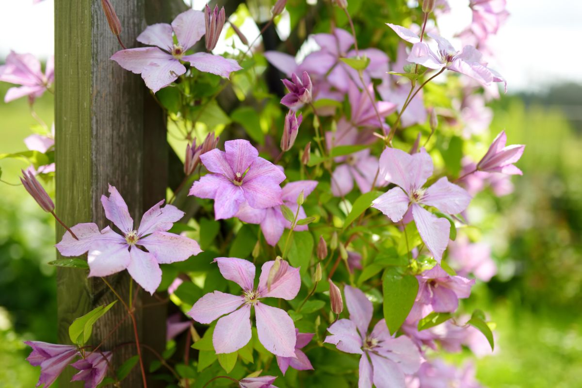 A wide variety of clematis plants can be found online