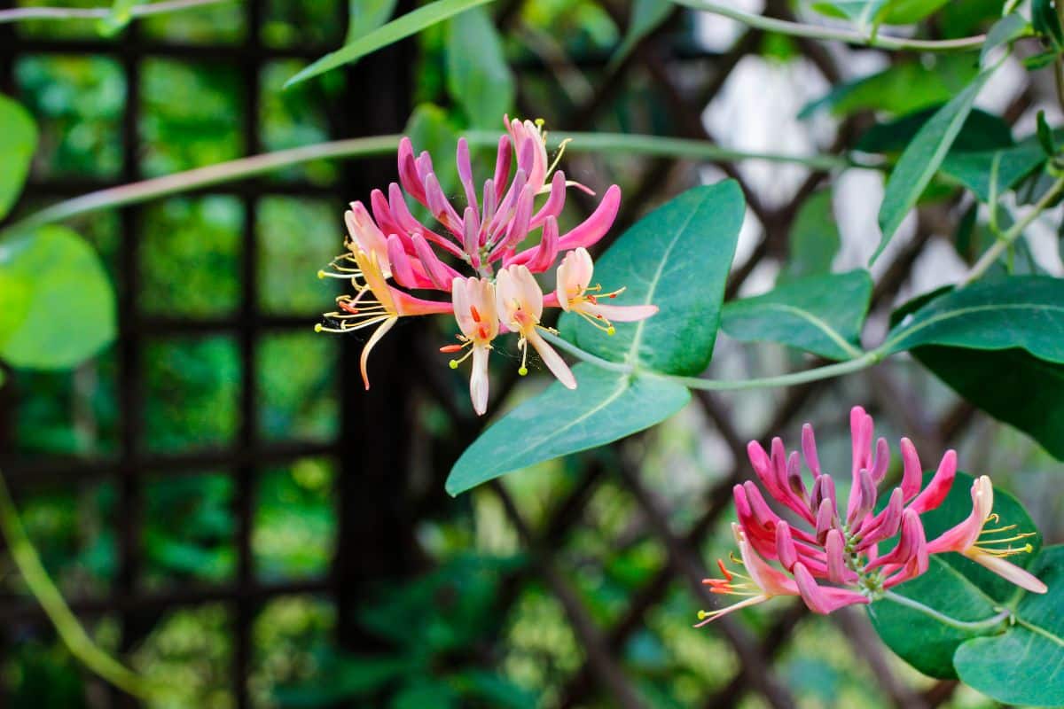 Honeysuckle is a good companion plant for roses
