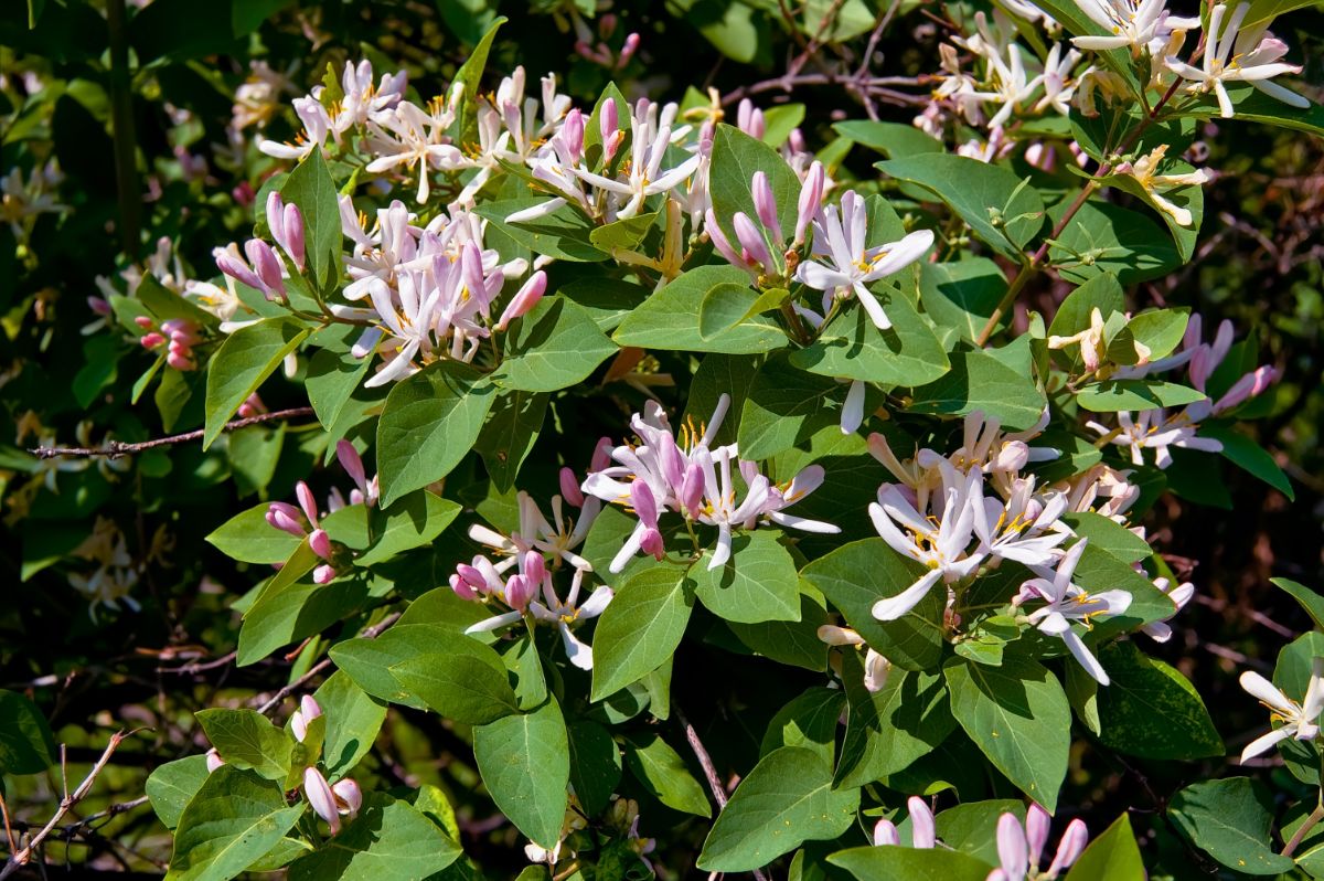 Honeysuckle is a long lived plant