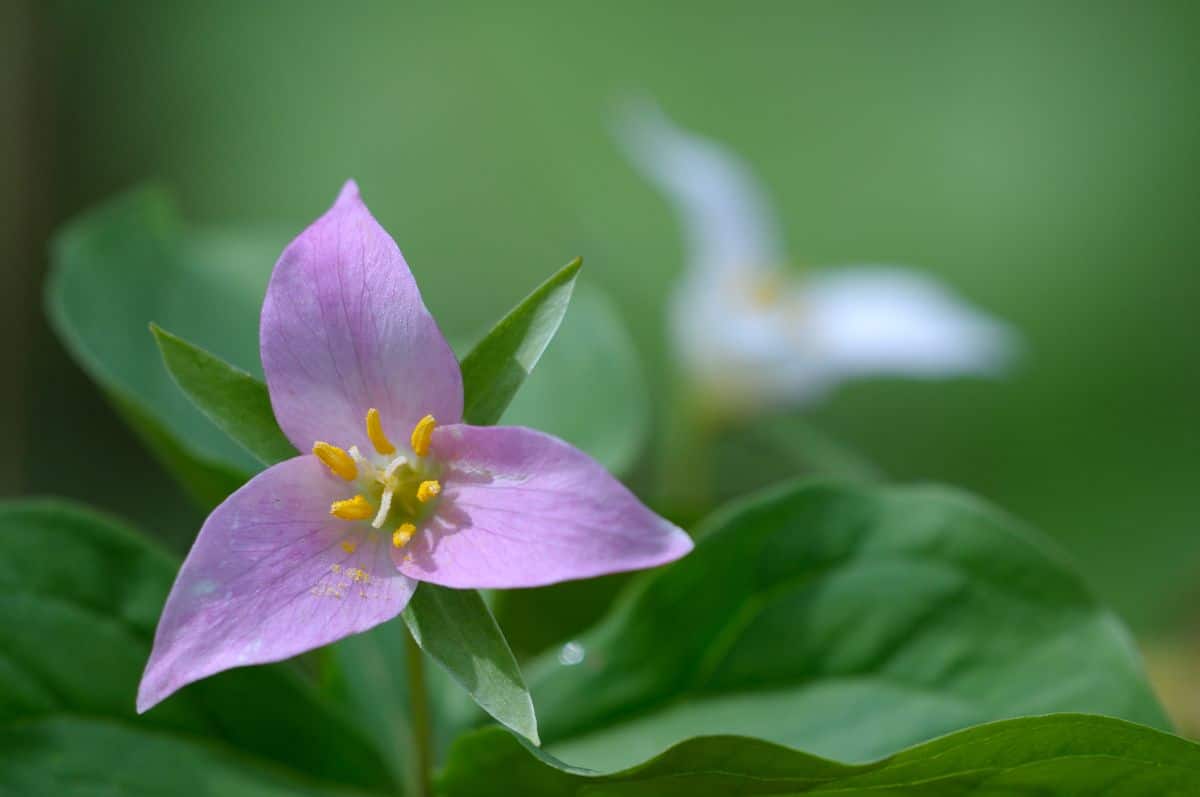 Trilliums are mostly pest and disease free