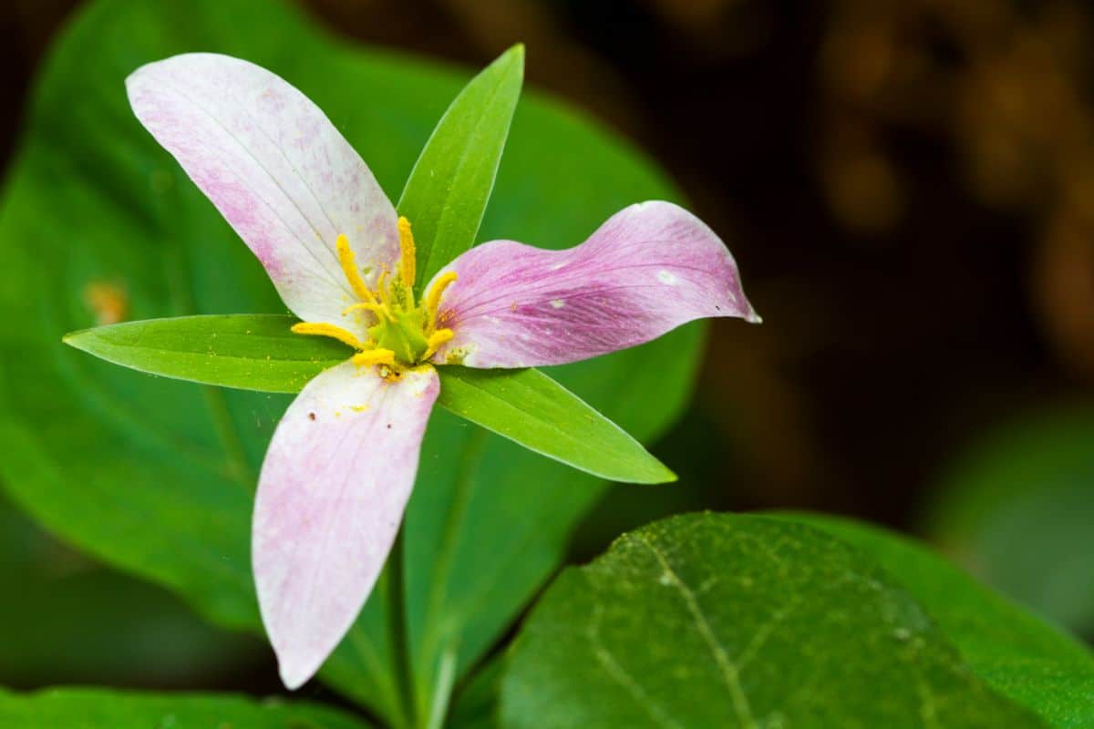 Trilliums do no and should not be deadheaded